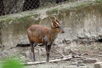 young male deer is walking in the zoo