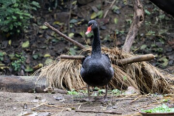 black swan in nature in Delhi Zoo , New Delhi 