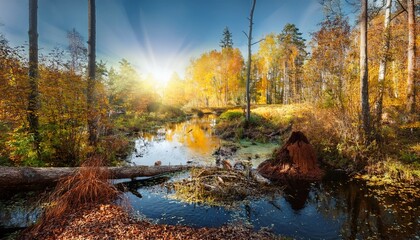 autumn forest river surrounded by means of sun illuminated trees and damaged with the aid of beaver