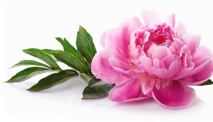 Obraz premium pink peony flower remoted on white heritage