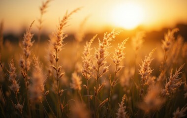 Fototapeta premium Golden Sunset Meadow Grass Warm Light Nature Summer Field sky wild image photo scene rural plants 