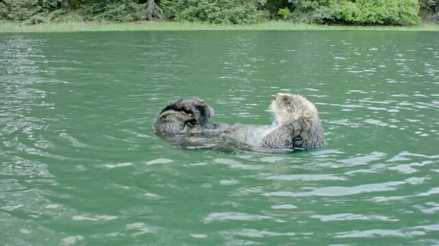 Sea Otter Floating on Its Back Cleaning Then Hits Kayak