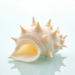 White elegant sea jacobean scallop shel isolated on transparent background