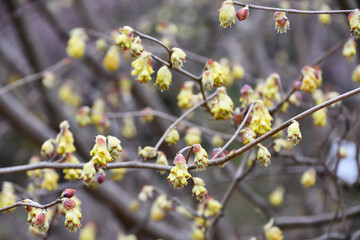 トサミズキ　Japanese Winter Hazel