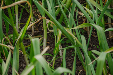 Garlic has grown in the garden, ripe, ready to be dug up