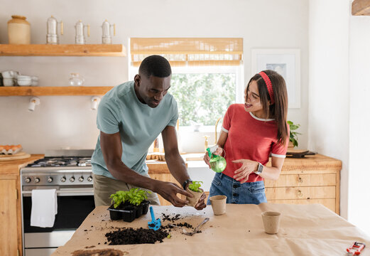 Diverse couple planting herbs in kitchen, enjoying gardening together at home - Powered by Adobe
