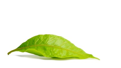 "Vibrant Green Cocoa Leaf Isolated on White Background"