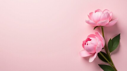 Fototapeta premium Delicate Pink Blooms on Soft Pastel Background, a Symbol of Springtime Elegance and Gentle Beauty