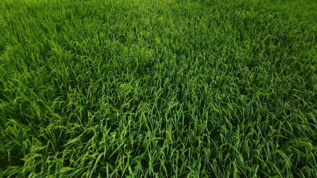 Drone shot of green rice fields