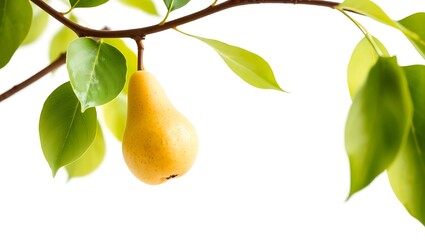 "Ripe Pear on a Branch with Copy Space – Authentic Farm Fresh Scene"