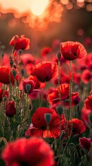 Obraz premium Vibrant red poppies glowing in sunset light