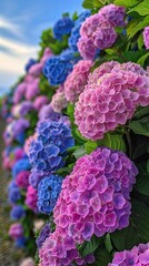 Vibrant Hydrangea Wall in Bloom