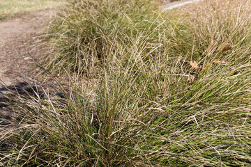 native grasses in australian bushland landscape