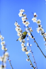 早春の梅とメジロ