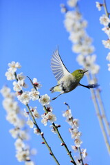 早春の梅とメジロ