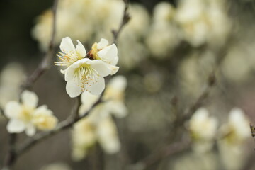 早春の梅