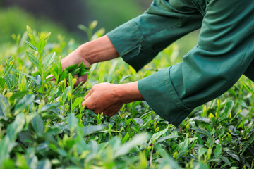 Hands picking green tea leaves in spring tea farm mountains