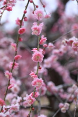 早春の梅