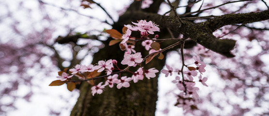  Sakura - Cherry blossoms bloom in spring