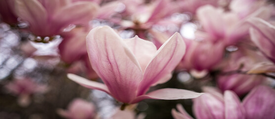 Fototapeta premium Plant with pink flowers in the morning