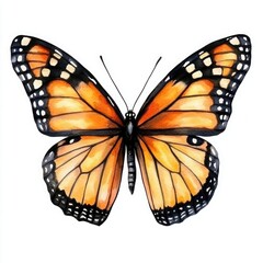 Fototapeta premium Watercolor painting of a monarch butterfly, showcasing its vibrant orange and black wings against a white background. A detailed, artistic representation of nature's beauty.