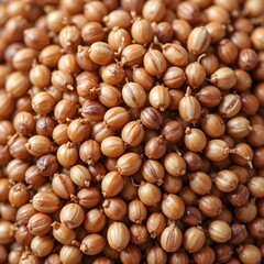 A close-up of a sorghum grain, emphasizing its round shape and reddish-brown color, set against a bright white background.