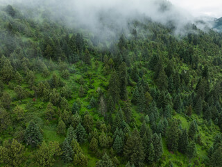 Aerial view of forest and grassland landscape in fog and rain