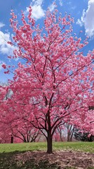Naklejka premium Cherry Blossom Tree in Full Bloom Against Blue Sky