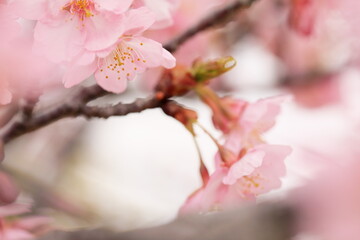 満開の河津桜