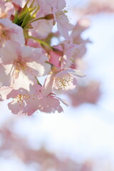 Fototapeta premium 満開の河津桜