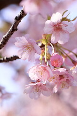 Obraz premium 満開の河津桜