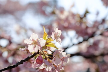 満開の河津桜