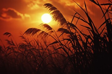 Golden Sunset Through Reeds