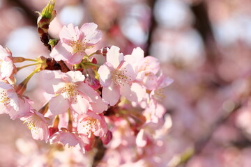 満開の河津桜