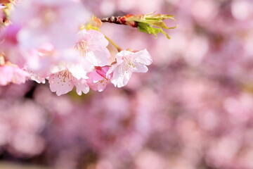 満開の河津桜