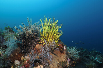 Yellow orange sea lily surrounded by underwater life in deep blue. Tropical colorful underwater...