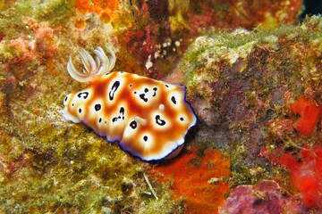 Orange beautiful cute nudibranch slug on the colorful tropical coral reef. Red and orange color, macro photo while scuba diving.