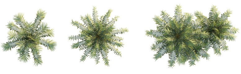 Howea forsteriana tree top view 4k png cutout transparent background isolate