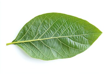 Obraz premium Single Green Leaf Detailed Veins Isolated on White Background Studio Shot