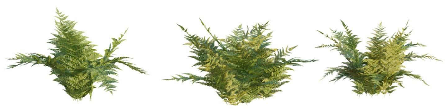 Dryopteris erythrosora tree 4k png cutout transparent background
