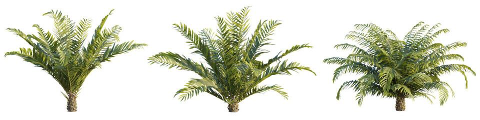 Blechnum gibbum tree 4k png cutout transparent background