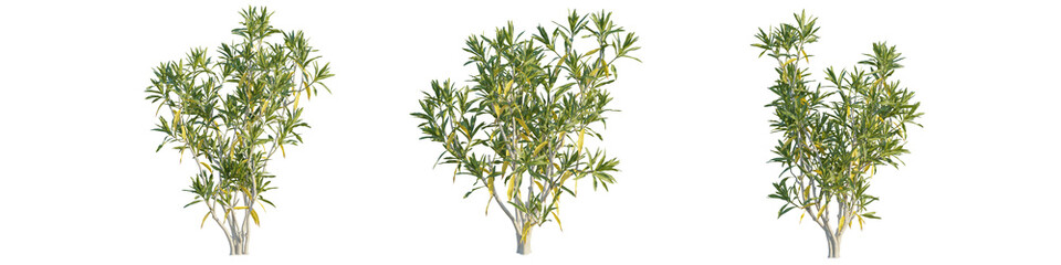 Dracaena reflexa tree 4k png cutout transparent background