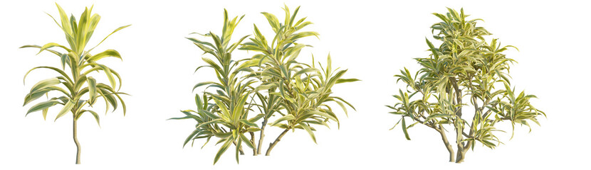 Reflexa variegata tree 4k png cutout transparent background