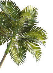 Naklejka premium Areca catechu tree corner 4k png cutout transparent background