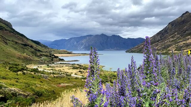 Purple Anise hyssop flowers moving by the wind with a turquoise lake and unique mountains in the background. Rural landscape. beautiful panorama of Lake Hāwea, South Island, Otago, New Zealand