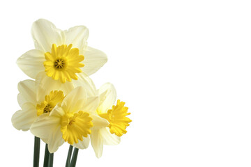 Golden daffodil flowers glowing in sunlight with stunning natural beauty