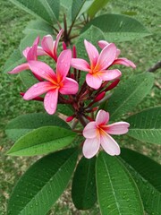 pink frangipani flower after rainy day
