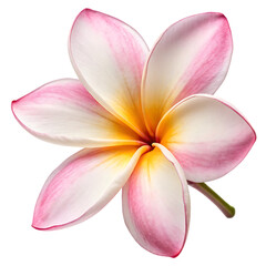 Fototapeta premium Close up of a delicate pink and white Plumeria flower.