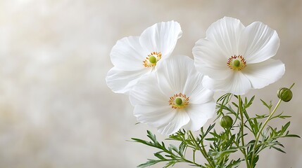 Obraz premium Spring flora display of white flowers in nature's beauty serene environment close-up viewpoint