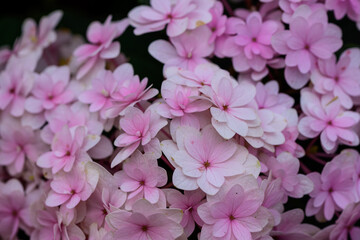 Close up view of beautiful Blooming Hydrangeas in the garden.
